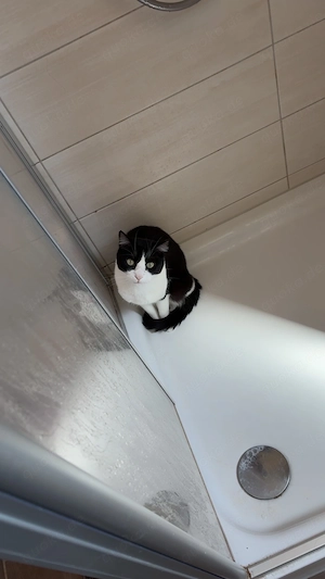 Felix sucht DRINGEND ein neues Zuhause!!