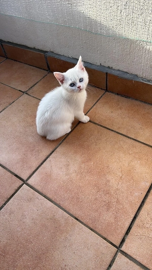 Wunderschöner schneeweißer Kater mit blauen Augen sucht ein liebevolles Zuhause