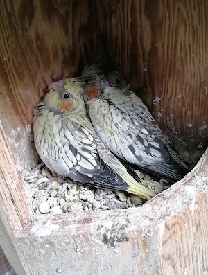 Nymphensittich  Babys