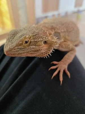 Bartagame inkl. Terrarium & Zubehör in gute Hände abzugeben