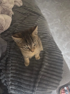 katzen kitten
