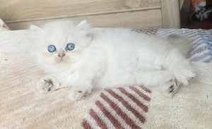 baby kiten zu verkaufen 