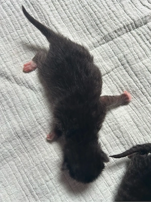 Kitten 09.05.26 