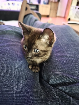 wunderschöne Bengal Kitten 