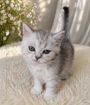 BLH und BKH Kitten suchen liebevolle Hände