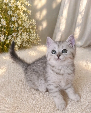BLH und BKH Kitten suchen liebevolle Hände Bild 3