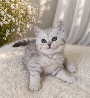 BLH und BKH Kitten suchen liebevolle Hände Bild 4