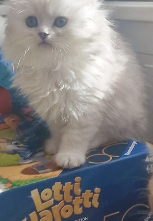 BLH und BKH Kitten suchen liebevolle Hände Bild 5