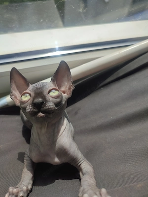 Süße Sphynx Babys mit Impfpass