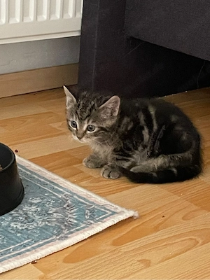 BKH Britisch Kurzhaar Mix - letzter Kater 