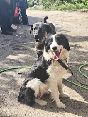 Border Collie Hündin 1j 15kg TRAUMHUND ausreisebereit nach Adoption  Bild 10