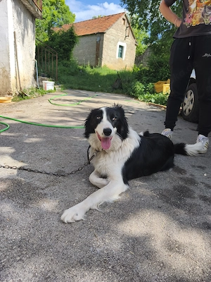 Border Collie Hündin 1j 15kg TRAUMHUND ausreisebereit nach Adoption  Bild 9