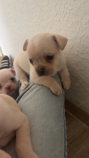 französische bulldoggen mix