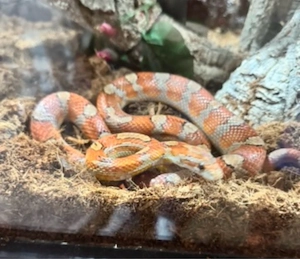 kornnatter albino 