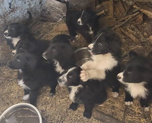 4 Border Collie Mix Welpen Rüden BUNDESWEIT ausreisebereit 