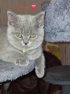 BKH Reinrassige Kitten suchen eine Liebevoller Familie! Bild 4