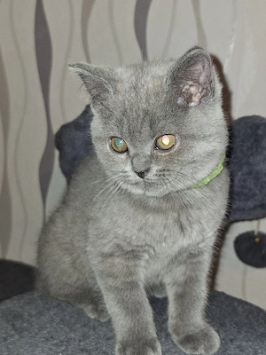 BKH Reinrassige Kitten suchen eine Liebevoller Familie! Bild 2