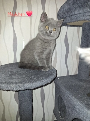 BKH Reinrassige Kitten suchen eine Liebevoller Familie! Bild 5