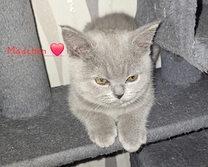 BKH Reinrassige Kitten suchen eine Liebevoller Familie!