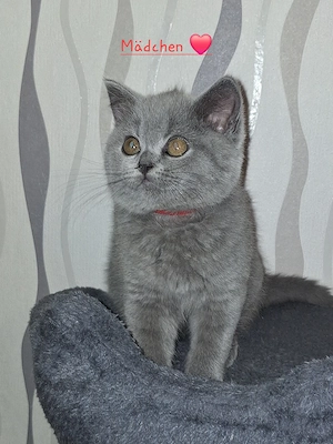 BKH Reinrassige Kitten suchen eine Liebevoller Familie! Bild 3