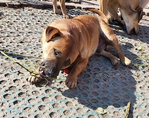TEDDY - liebevoller Hundebub (wartet in Rumänien) - image 3