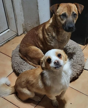 TEDDY - liebevoller Hundebub (wartet in Rumänien) - image 8