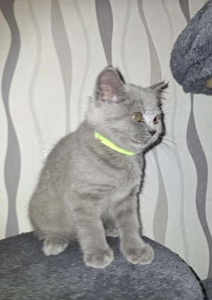 BKH Reinrassige Kitten suchen eine Liebevoller Familie! Bild 8