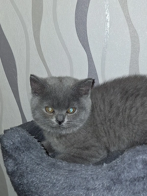 BKH Reinrassige Kitten suchen eine Liebevoller Familie! Bild 9