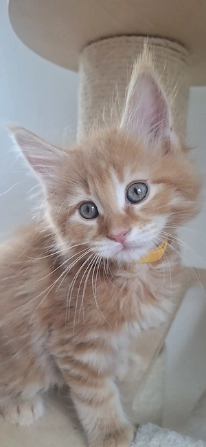 Wunderschöne kleine reinrassige maine coon kitten   