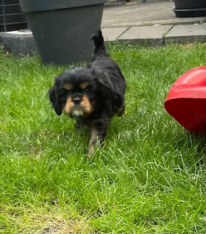 Cavalier King Charles Spaniel Welpen mit Ahnentafel 
