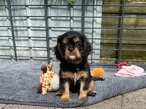 Cavalier King Charles Spaniel Welpen mit Ahnentafel 