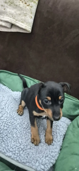 Zwergpinscher Welpenweibchen  Bild 2