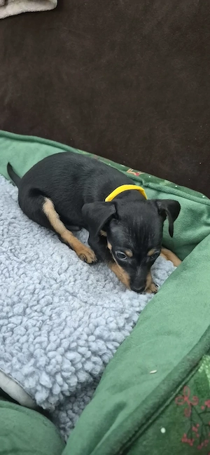 Zwergpinscher Welpenweibchen  Bild 3