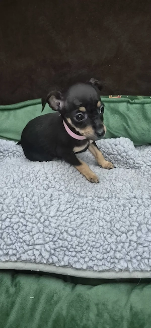 Zwergpinscher Welpenweibchen  Bild 4
