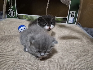 baby kitten BLH