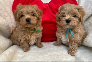 Maltipoo mini Welpen