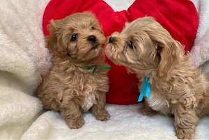 Maltipoo mini Welpen