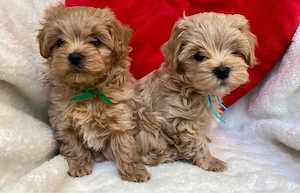 Malttipoo mini welpen