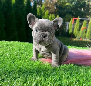 Französische Bulldogge welpen Bild 4