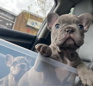 Französische Bulldogge welpen Bild 3