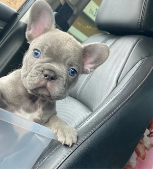 Französische Bulldogge welpen Bild 5