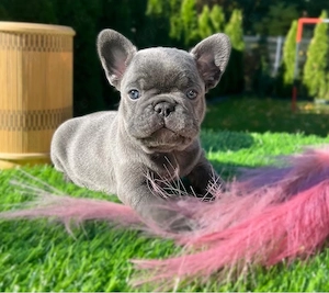 Französische Bulldogge welpen Bild 2