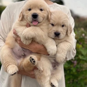 Golden Retriever Welpen