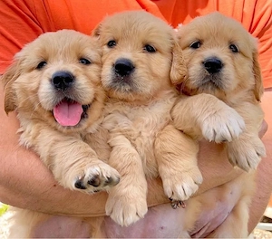 Golden Retriever Welpen
