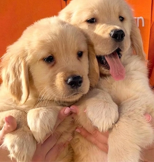 Golden Retriever Welpen