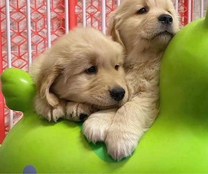 Golden Retriever welpen