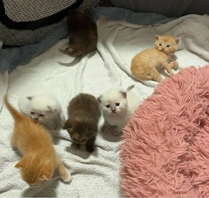 BKH max Ragdoll Kitten suchen liebevolles Zuhause