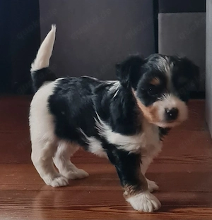 Biewer Yorkshire-Terrier Rüde 