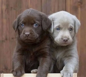 Labrador Retriever welpen