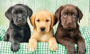 Labrador Retriever welpen